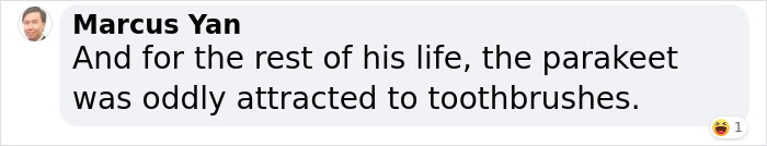 Man Finds An Abandoned Parrot Egg And Hatches It Into An Adorable Budgie Man Finds An Abandoned Parrot Egg And Hatches It Into An Adorable Budgie