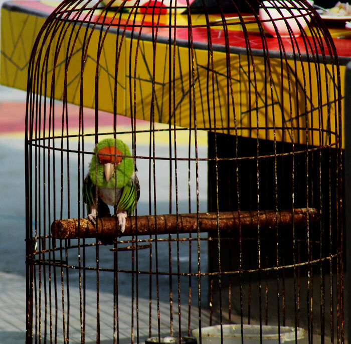 43 People Share How They Accidentally Conditioned Their Pets To Learn Unusual Skills Or Habits