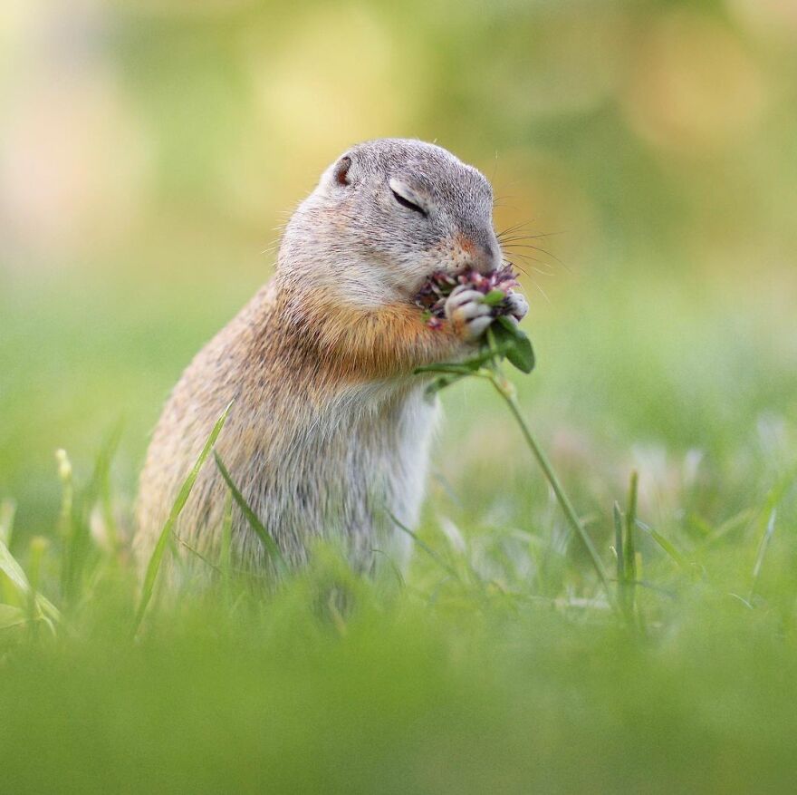 Austrian Wildlife Photographer Captures Nature’s Magical Moments (35 Pics)