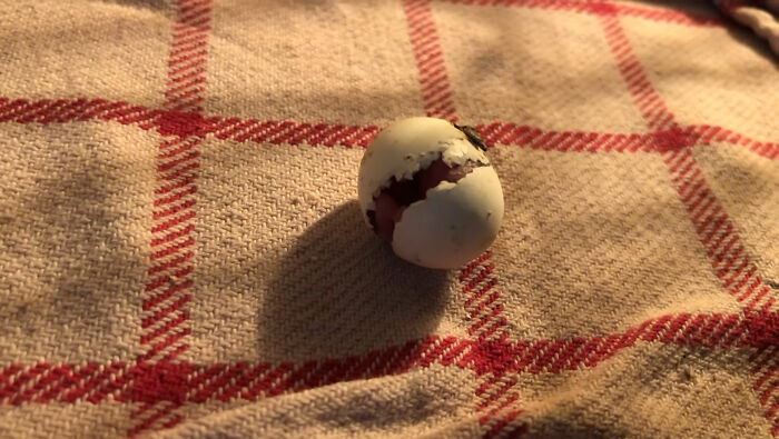 Man Finds An Abandoned Parrot Egg And Hatches It Into An Adorable Budgie