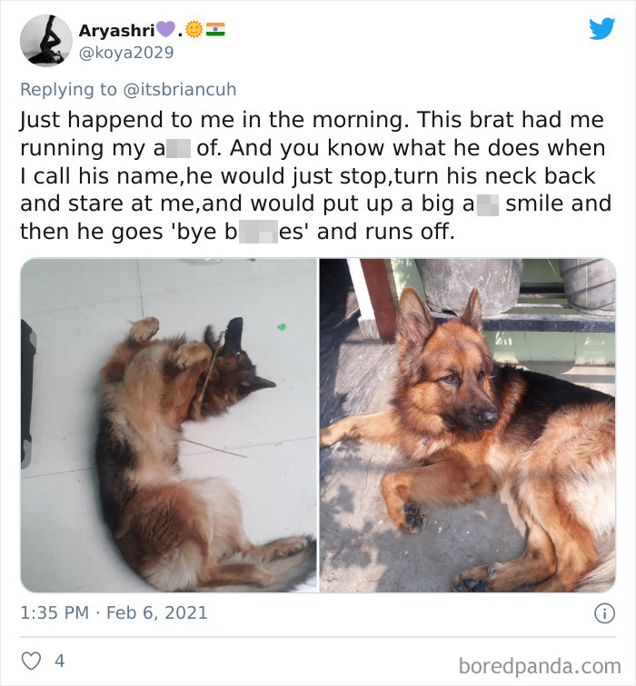 Chase-Dog-Down-The-Street-Game-Stories