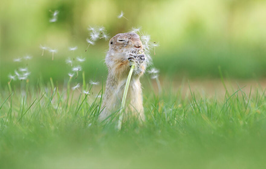 Austrian Wildlife Photographer Captures Nature’s Magical Moments (35 Pics)