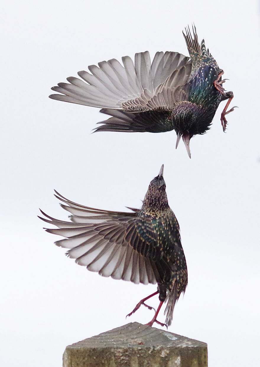 Fighting Starlings. The Starlings Roost At Night In Flocks Of Many Thousands, But In Small Groups, They Fight Almost Continuously