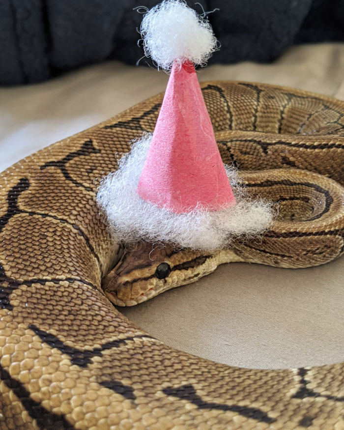 Snake wearing a small pink hat, part of a fun community trend celebrating hats on snakes.