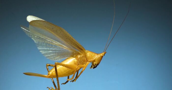 Here’s What These 11 Insect Species Look Like Flying In Slow Motion And Some Of Them Look Hilariously Derpy