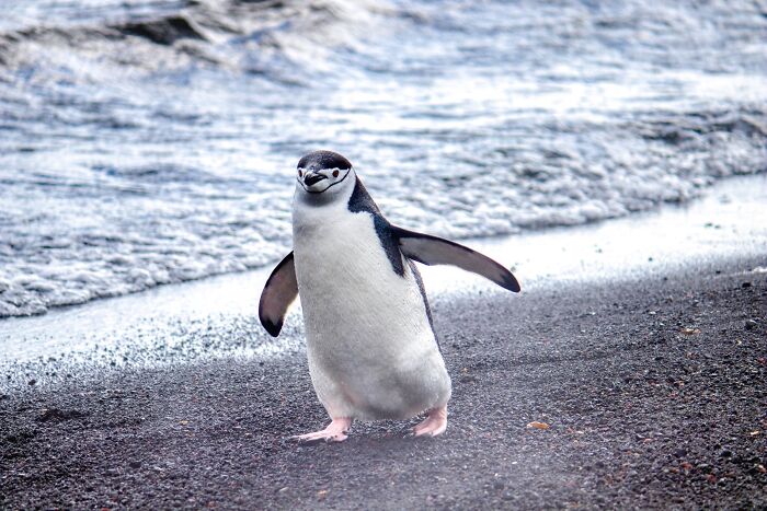 Penguin walking along a rocky beach near ocean waves, illustrating interesting facts people didn’t learn at school.