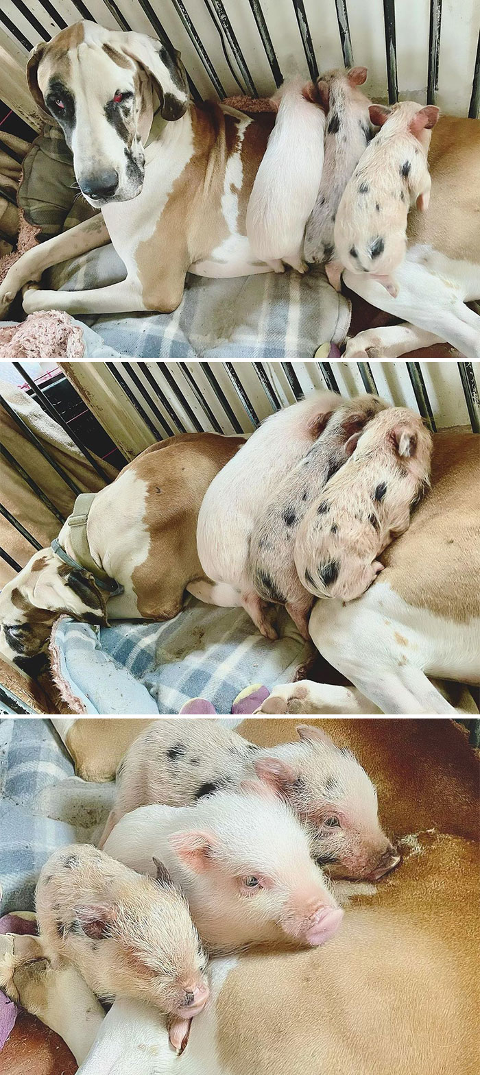 90-Rescue-Animals-Adri-Rachelle