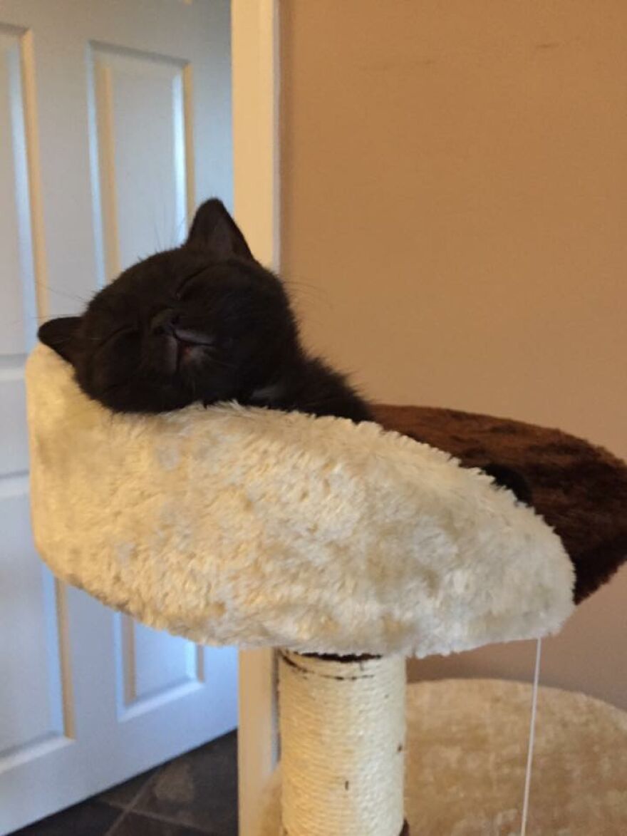 I Saved My Cat & Now She Saves Me Every Day (29 Pics)