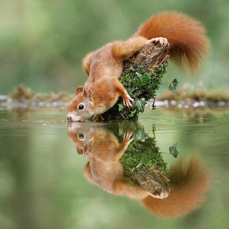 Austrian Wildlife Photographer Captures Nature’s Magical Moments (35 Pics)