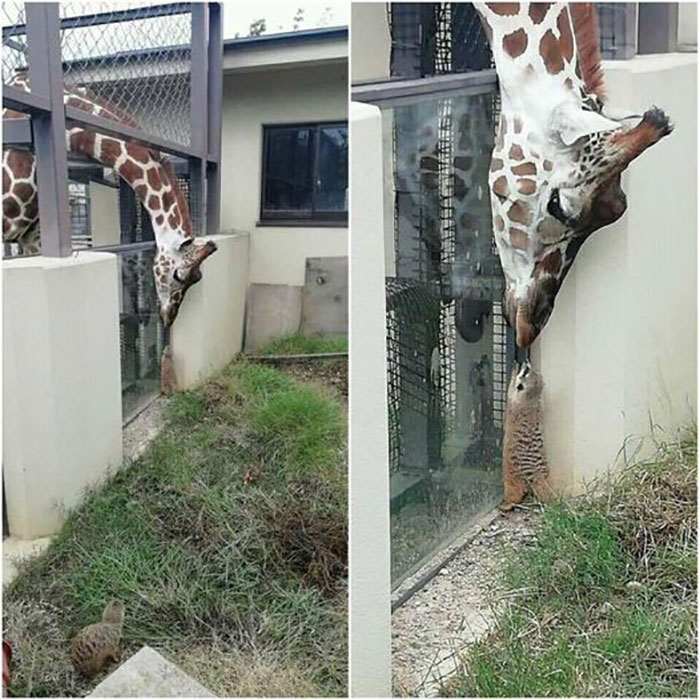 Adorable animal pics showing a giraffe and a small wild animal touching noses through a fence in a zoo setting
