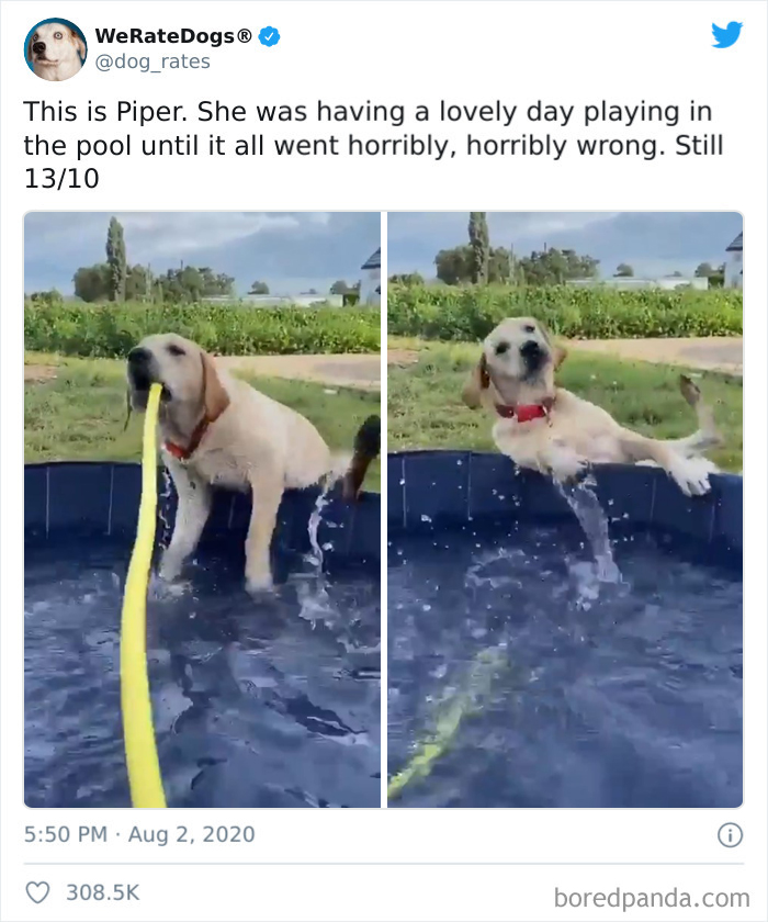 We-Rate-Dogs-Twitter