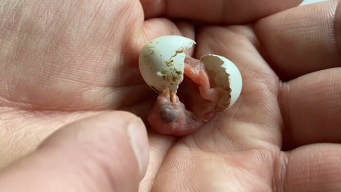 Man Finds An Abandoned Parrot Egg And Hatches It Into An Adorable Budgie