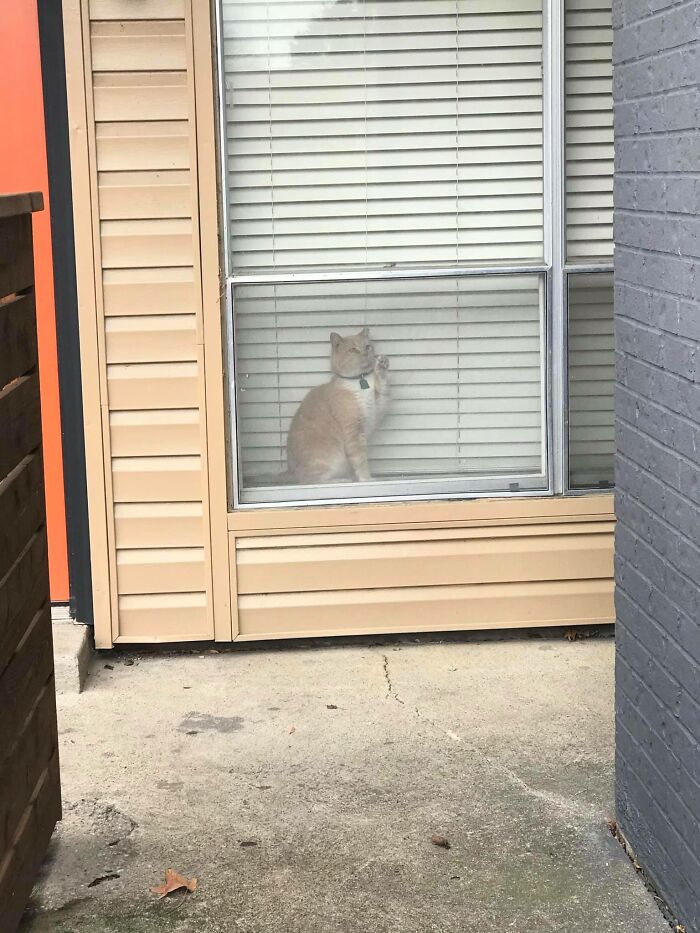 Does My Cat Not My House Work? Because My Cat Got Stuck In My Neighbors Apartment Recently, Then Went Viral On Tiktok And Got His Own Article On The Dodo..