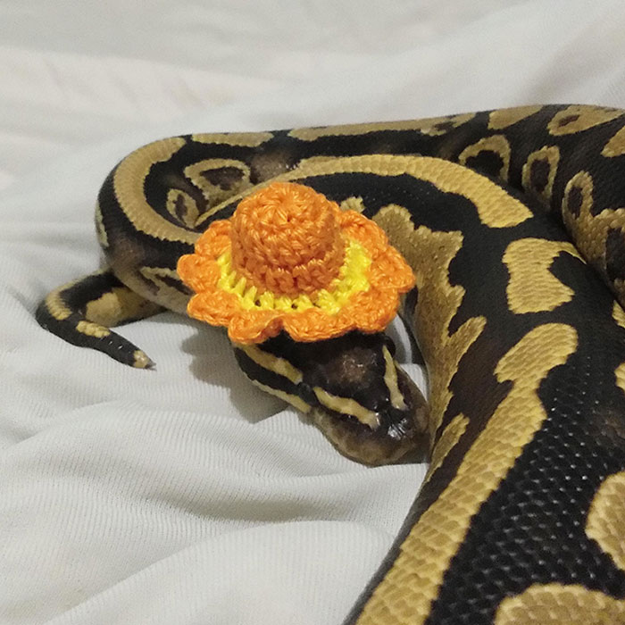 A snake wearing a small orange crocheted hat on a white surface, showcasing the hats on snakes trend.