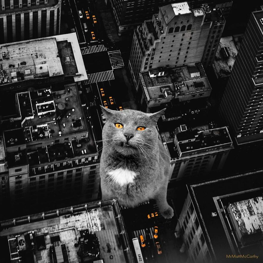 Artist Imagines The World With Giant Cats, And The Result Is Purrrfect
