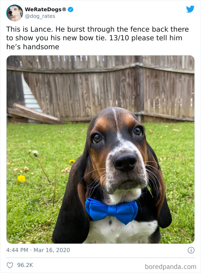 We-Rate-Dogs-Twitter