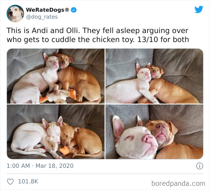 We-Rate-Dogs-Twitter