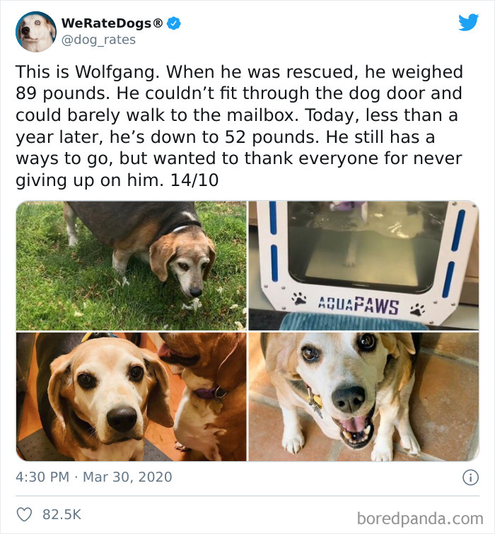 We-Rate-Dogs-Twitter
