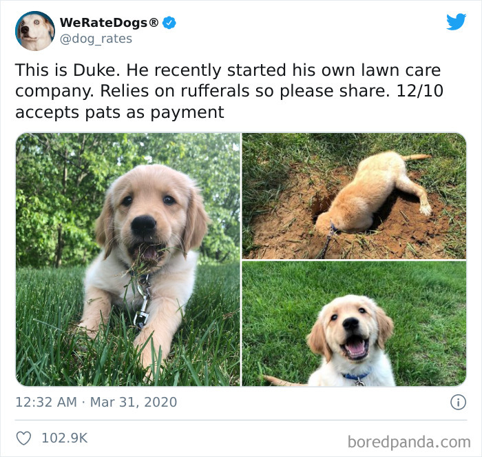 We-Rate-Dogs-Twitter