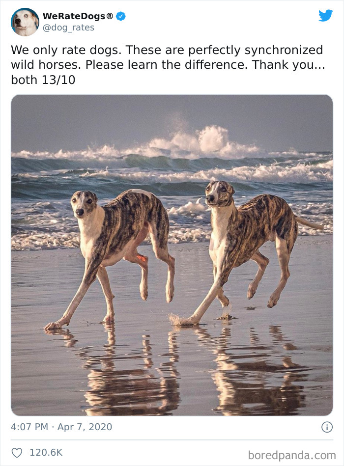 We-Rate-Dogs-Twitter