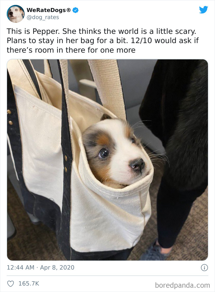 We-Rate-Dogs-Twitter