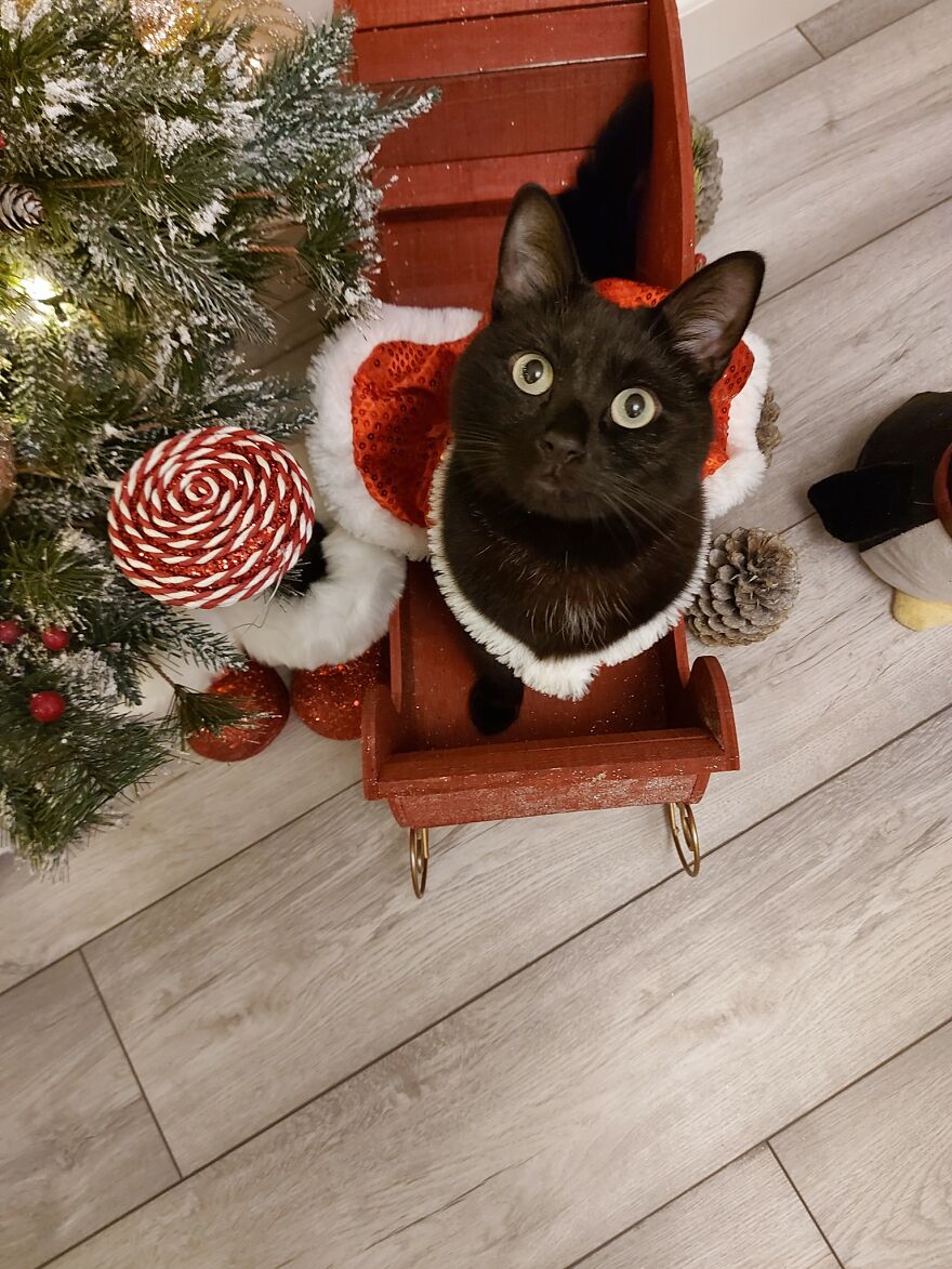 I Saved My Cat & Now She Saves Me Every Day (29 Pics) I Saved My Cat & Now She Saves Me Every Day (29 Pics)