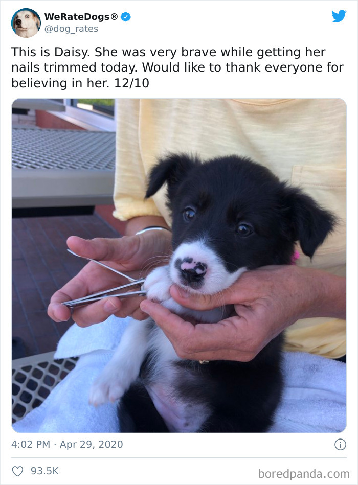 We-Rate-Dogs-Twitter