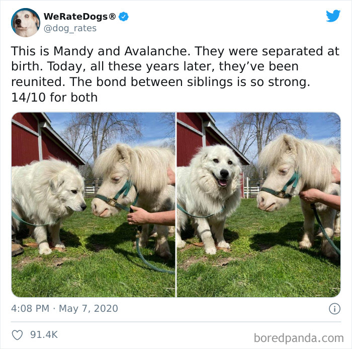 We-Rate-Dogs-Twitter