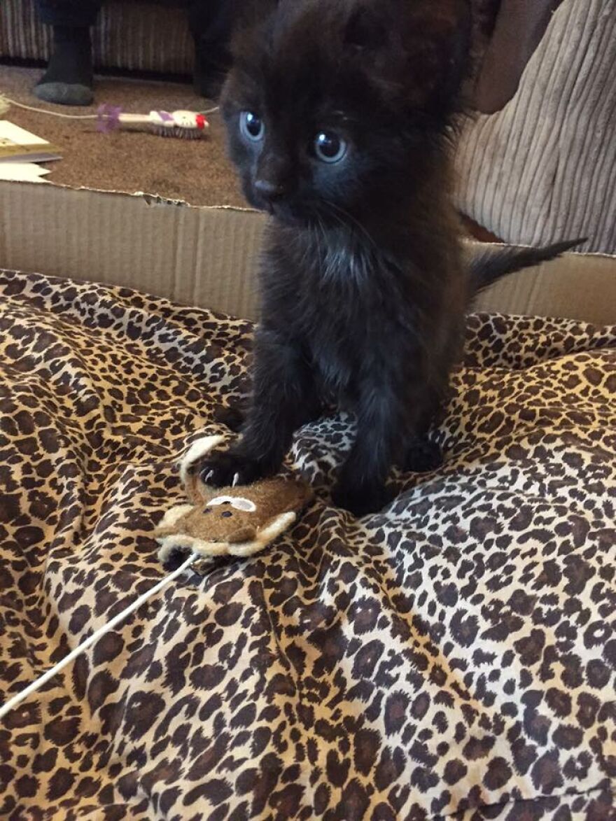 I Saved My Cat & Now She Saves Me Every Day (29 Pics) I Saved My Cat & Now She Saves Me Every Day (29 Pics)