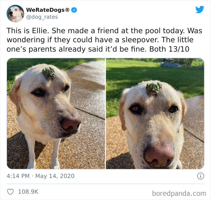 We-Rate-Dogs-Twitter