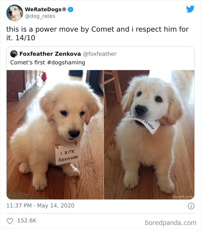 We-Rate-Dogs-Twitter