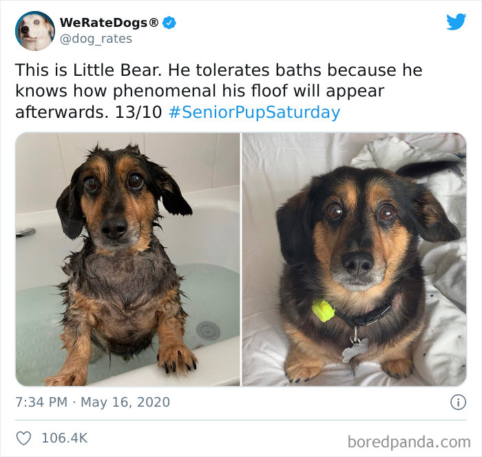 We-Rate-Dogs-Twitter