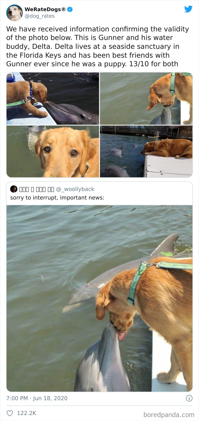 We-Rate-Dogs-Twitter