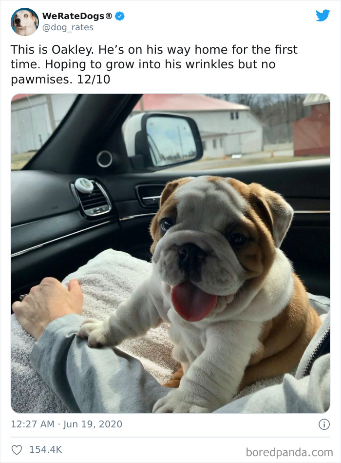 We-Rate-Dogs-Twitter