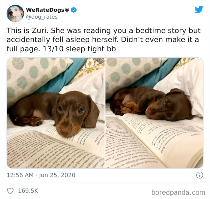 We-Rate-Dogs-Twitter