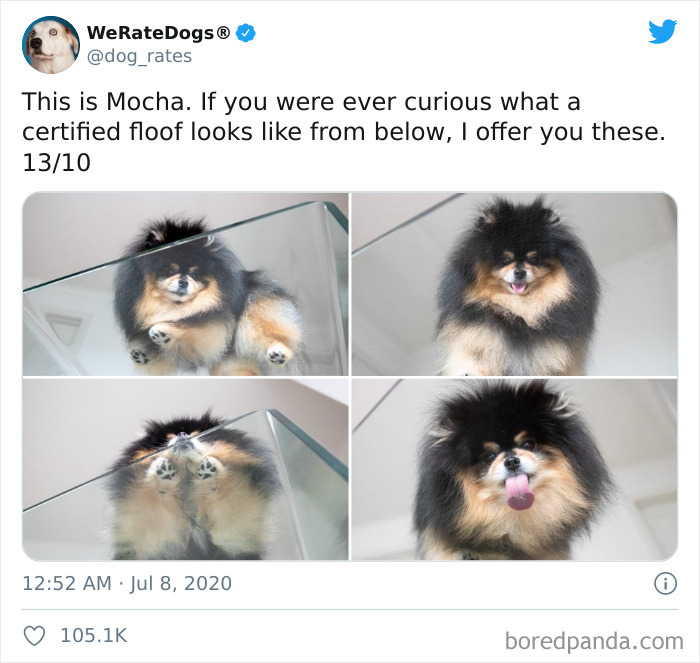 We-Rate-Dogs-Twitter