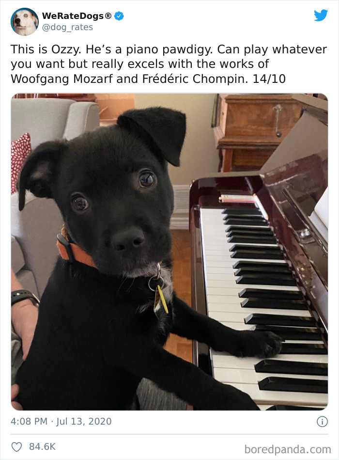 We-Rate-Dogs-Twitter