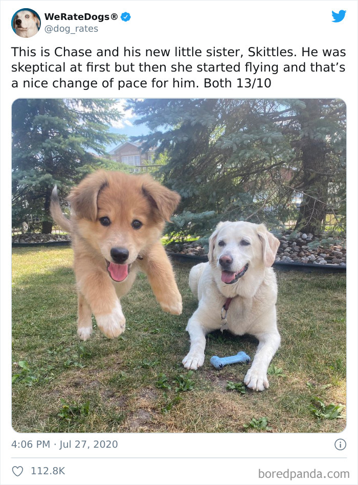 We-Rate-Dogs-Twitter