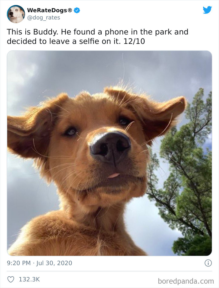 We-Rate-Dogs-Twitter