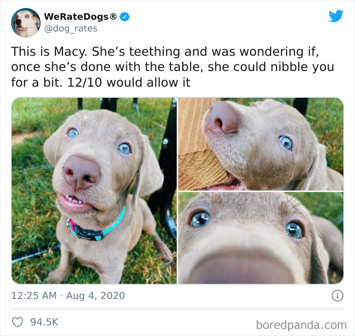 We-Rate-Dogs-Twitter