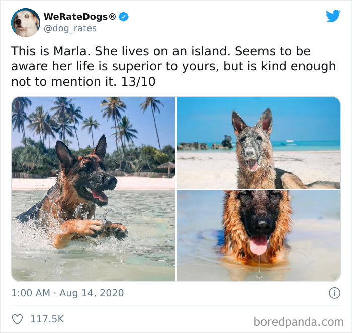 We-Rate-Dogs-Twitter