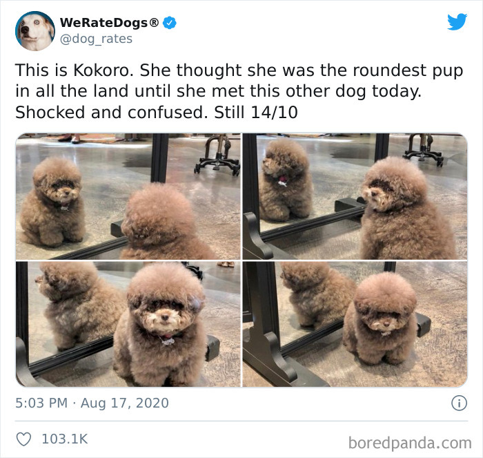 We-Rate-Dogs-Twitter