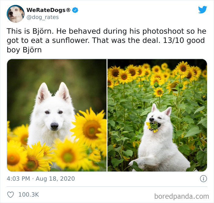 We-Rate-Dogs-Twitter