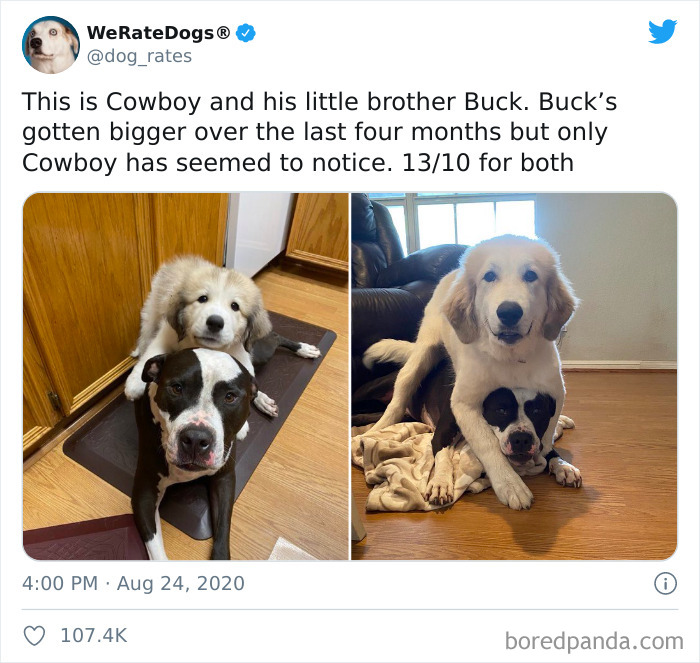 We-Rate-Dogs-Twitter