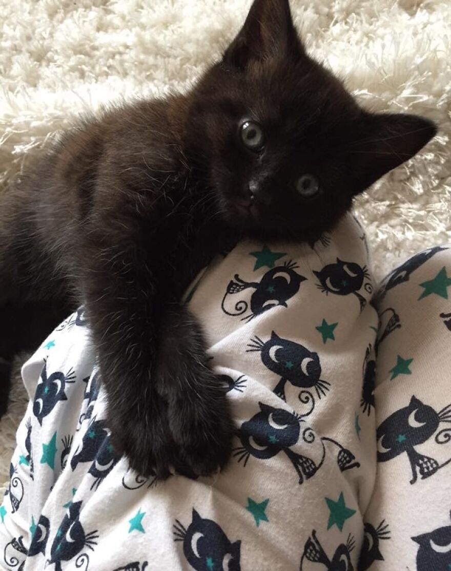 I Saved My Cat & Now She Saves Me Every Day (29 Pics) I Saved My Cat & Now She Saves Me Every Day (29 Pics)