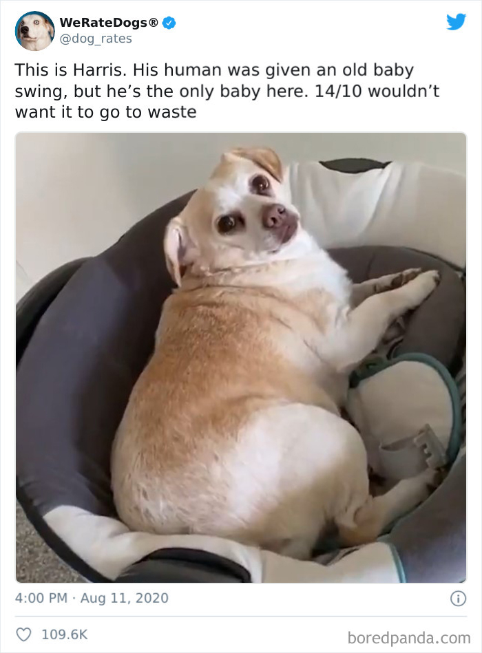 We-Rate-Dogs-Twitter