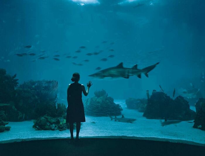 Person standing in an aquarium, observing a shark and marine life, illustrating interesting facts people didn’t learn at school.