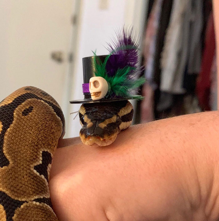 Snake with a mini hat featuring feathers and a skull, highlighting a unique community trend of hats on snakes.