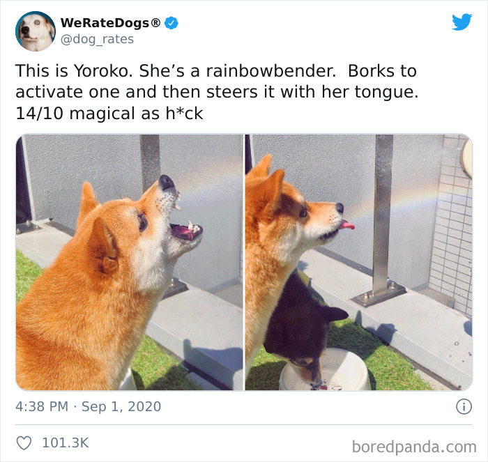 We-Rate-Dogs-Twitter