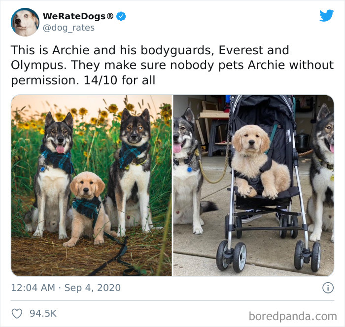 We-Rate-Dogs-Twitter